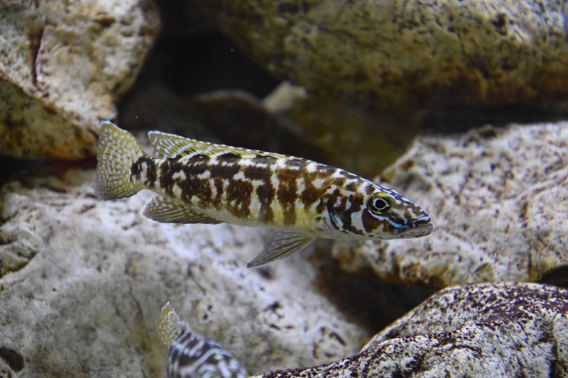 Lepidiolamprologus kendalli 'Kasanga'